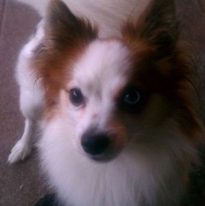 Meet your Posher, Barbara